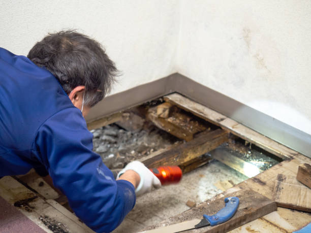 Best Attic Mold Removal  in Rainelle, WV