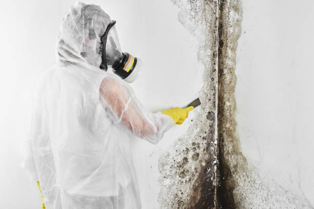 Mold Removal Process in Rainelle, WV