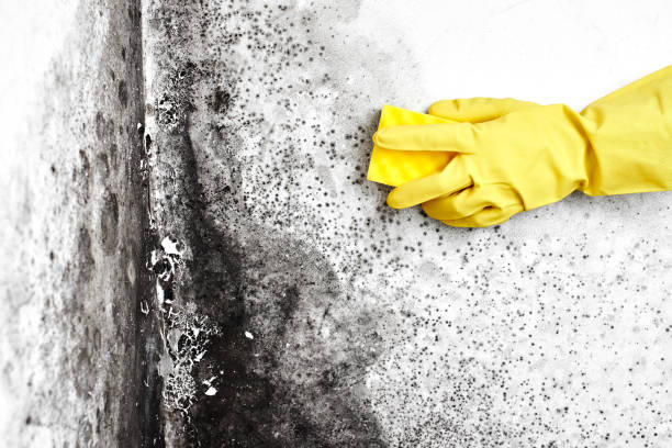 Best Affordable Mold Removal  in Rainelle, WV