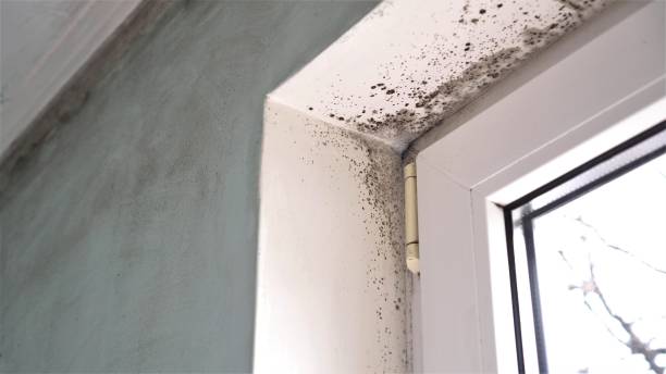 Best Commercial Mold Removal  in Rainelle, WV