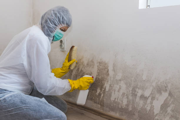 Best Residential Mold Removal  in Rainelle, WV