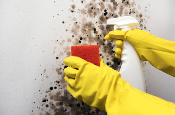 Best Mold Testing  in Rainelle, WV