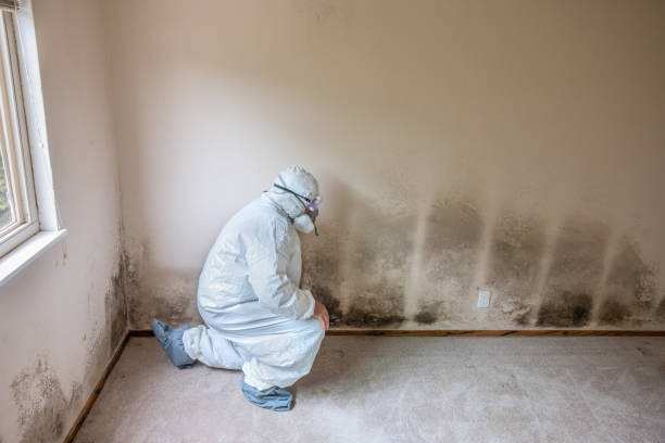 Best Mold Cleaning Services  in Rainelle, WV