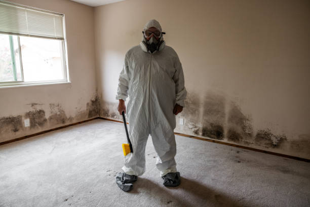 Best Office Mold Removal Services  in Rainelle, WV