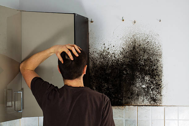 Best Water Damage Restoration  in Rainelle, WV